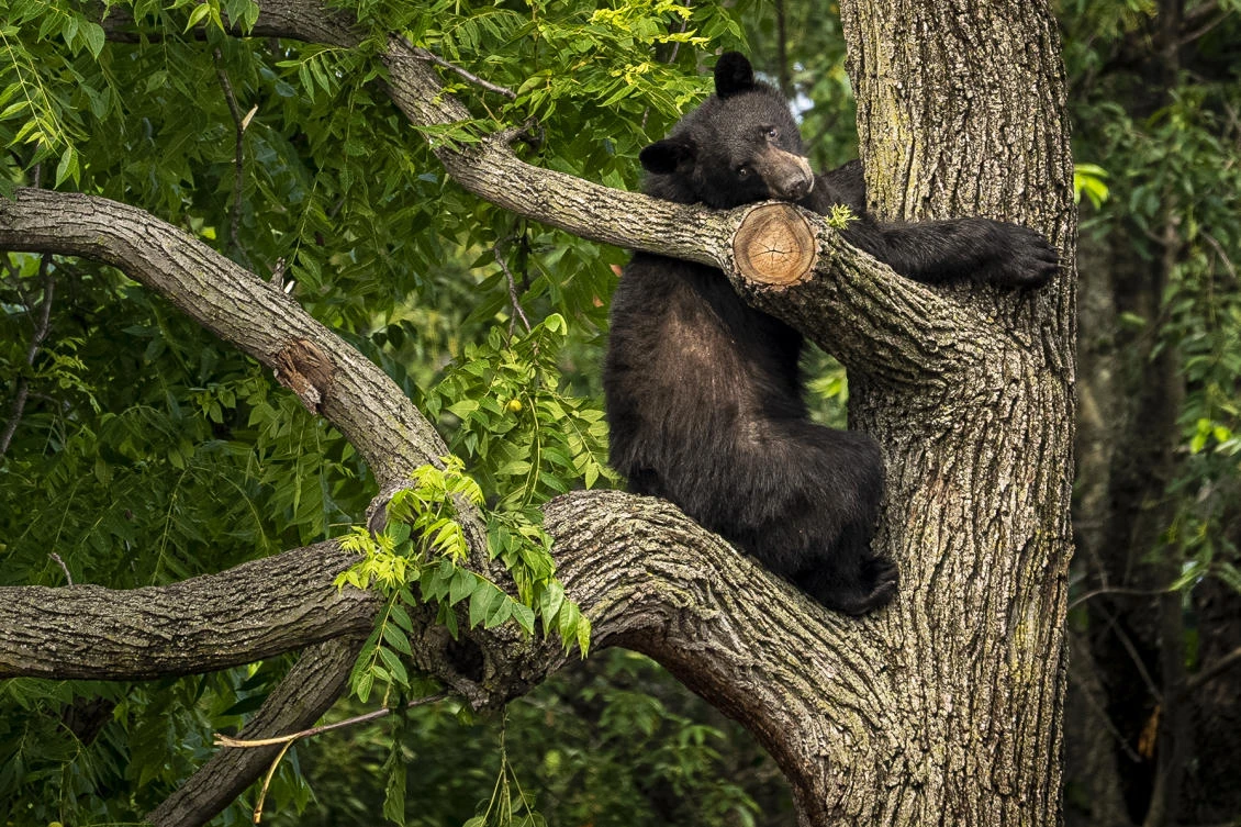 A black bear stays in a tree while police attempt to keep it in place until wildlife authorities can arrive on scene in the residential Brookland neighborhood in Northeast Washington on Jun. 9, 2023. (AP)