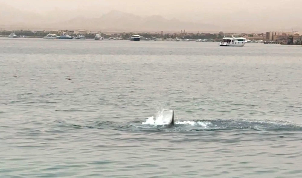 Will Red Sea shark attack bite into Egypt’s tourism revival hopes?