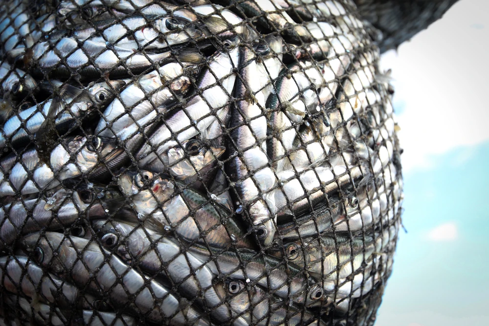 One deal will see an investment in drying, smoking, and salting fish in Third Industrial City in Jeddah (Shutterstock)