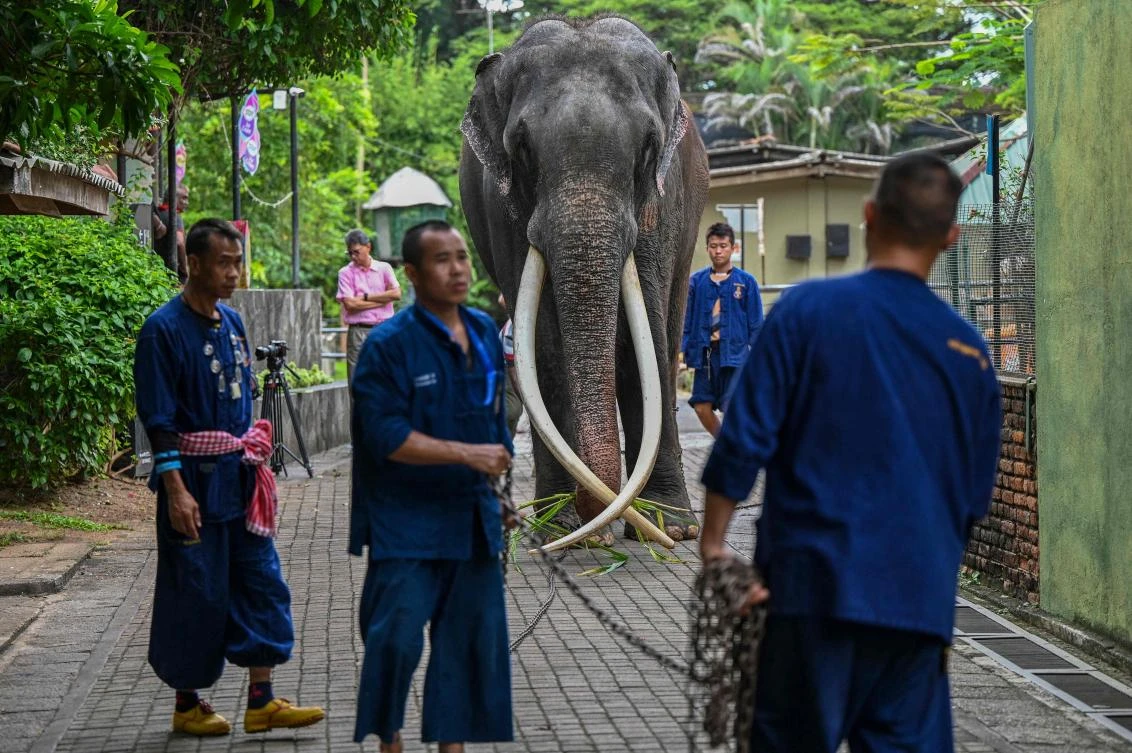 Thai keepers lead elephant Muthu Raja at Dehiwala Zoo in Colombo on June 23, 2023, ahead of his relocation to Thailand. (AFP)