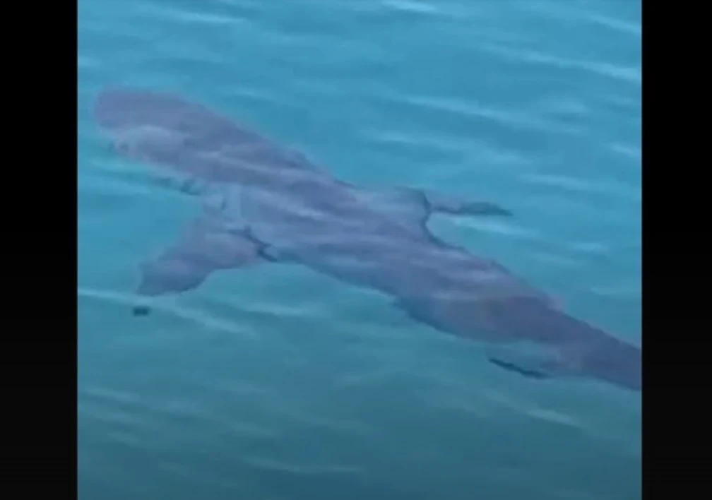 An illegal fishing method that uses explosives is being blamed for the rising numbers of sharks off the coast of Lebanon, amid social media panic about sightings and possible attacks. (Twitter)