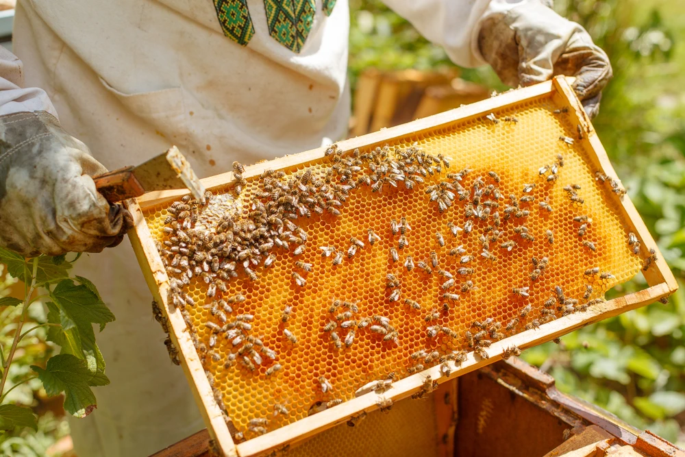 Saudi Aramco partners with local beekeepers to promote honey production