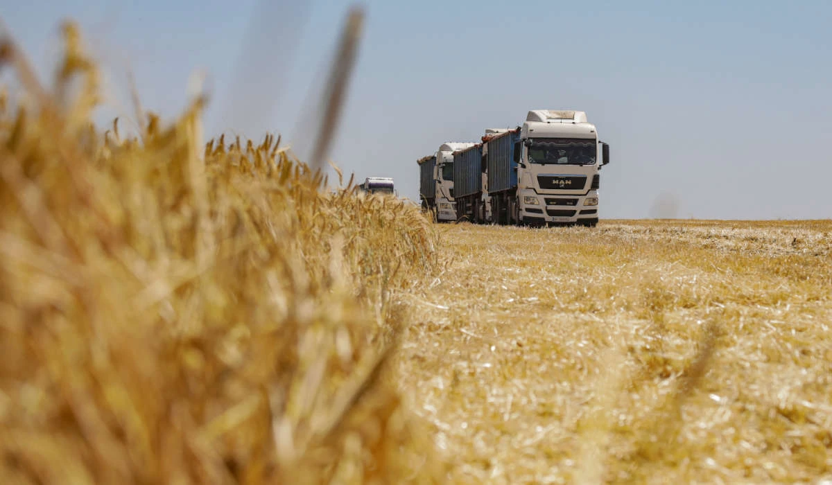 Trucks loaded with barley grain are seen in a field during harvesting, amid Russia's attack on Ukraine, in Odesa region, Ukraine June 23, 2023. (REUTERS)