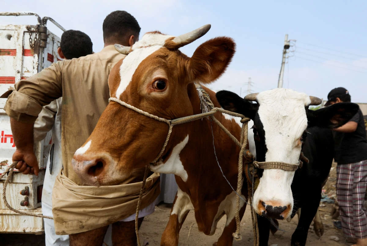 An Egyptian cattle trader leads a sacrificial animal at the Al-Manashi livestock market, ahead of the Muslim festival of sacrifice Eid al-Adha, which has been impacted by a rise in the global costs, in Embama district on the outskirts of Giza, Egypt June 22, 2023. (REUTERS)