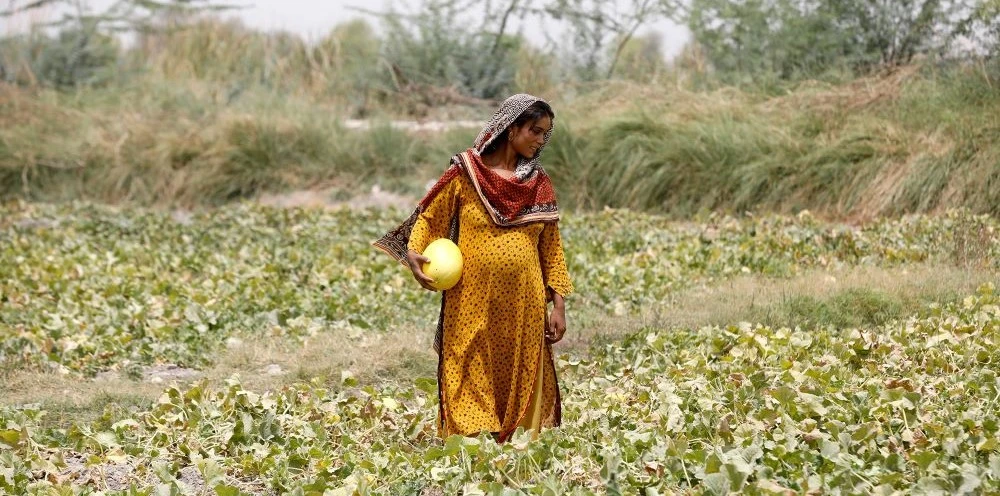 A woman collects muskmelons, at a farm, on the outskirts of Jacobabad, Sindh, Pakistan, May 17, 2022. (Reuters)