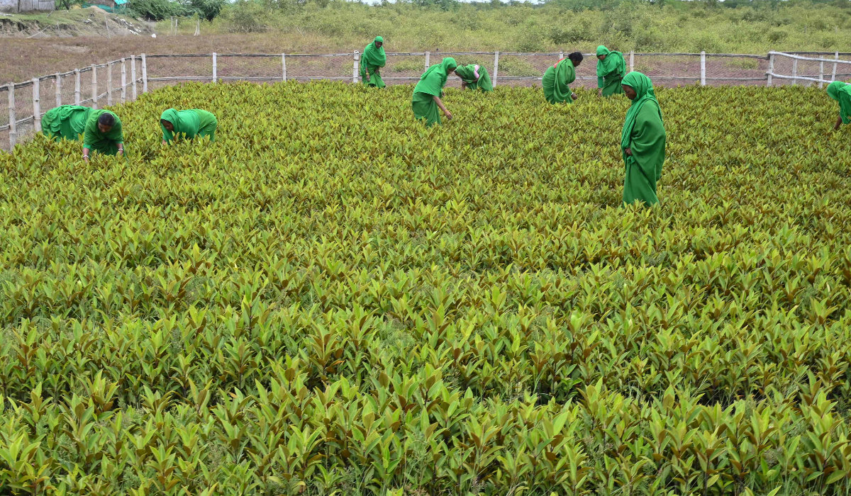 Women of the 'Green Brigade' volunteer group plant mangrove saplings in Kolkata on July 26, 2023. (AFP)