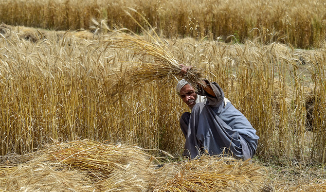 A farmer harvests wheat crops in a field in Peshawar on May 2, 2020. (AFP)