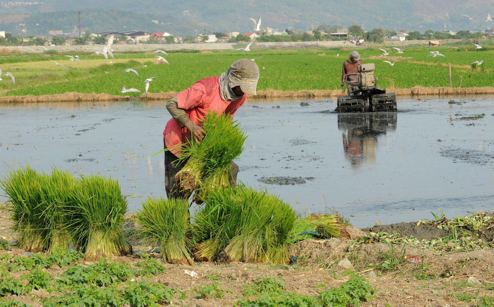 About 4.8 million hectares of plots were distributed to almost three million landless Filipino farmers under a lot passed in 1988. (AFP)