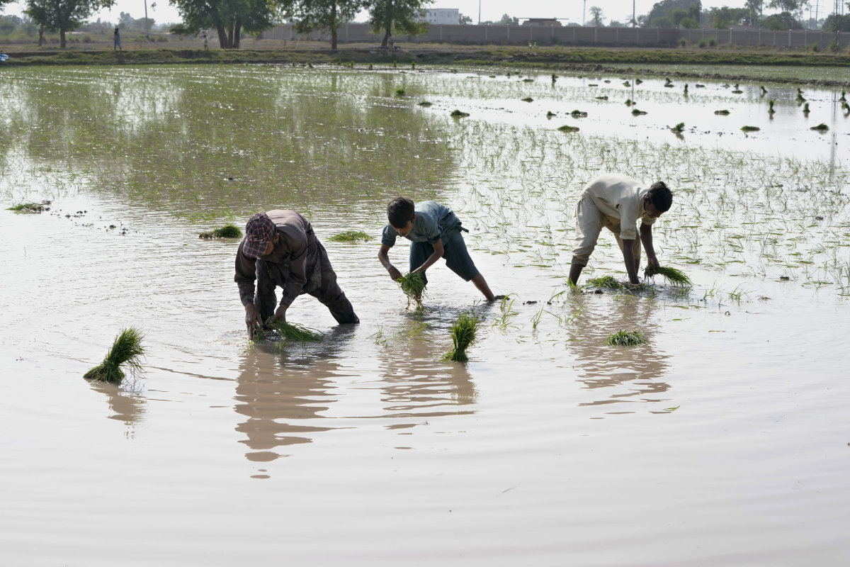 Rice crops are being threatened by El Nino after grain supplies were disrupted by the war in Ukraine