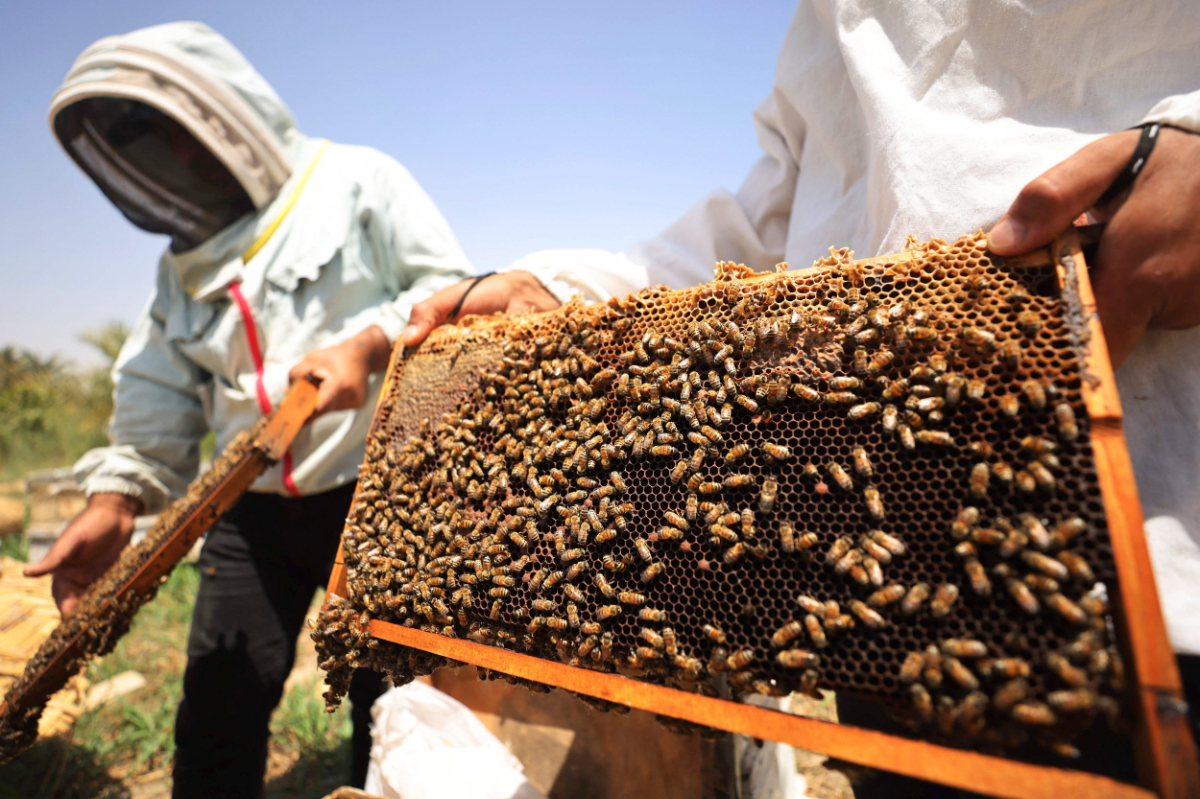 Iraq honey production at the mercy of heat and drought