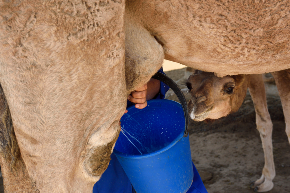 The size of the Saudi camel dairy market hit $256 million in 2022, according to US-based Research and Markets (Shutterstock)