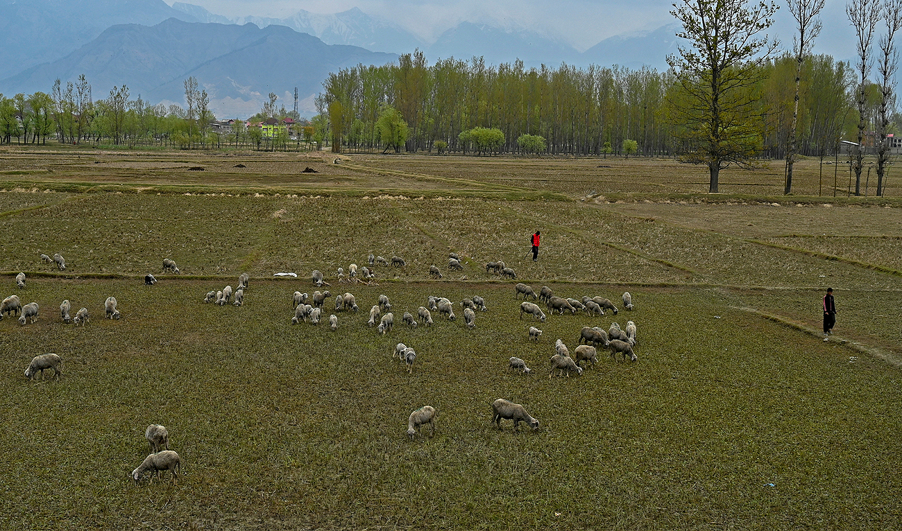 A flock of sheep graze at a rice field on the outskirts of Srinagar on March 30, 2023. (AFP/File)