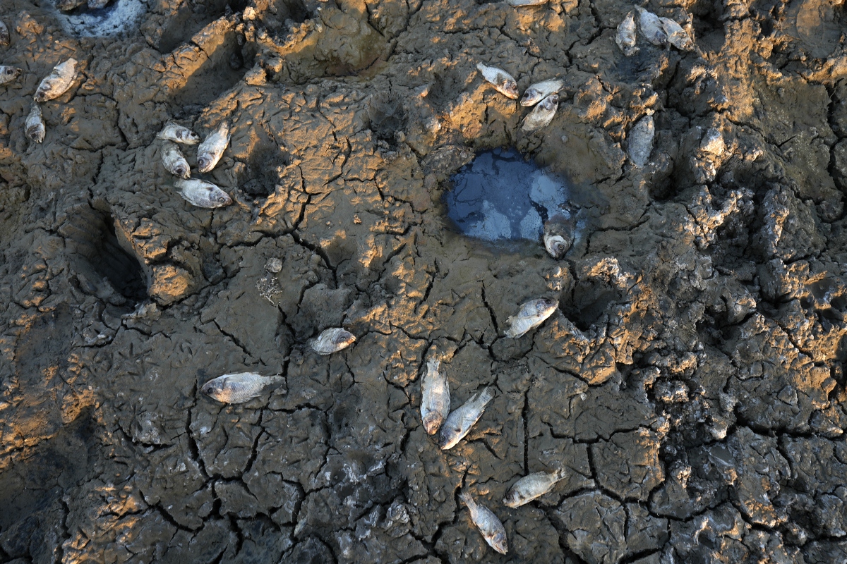 Almost 70 per cent of the marshes are dry, putting many species of fish at risk of extinction. (AFP)