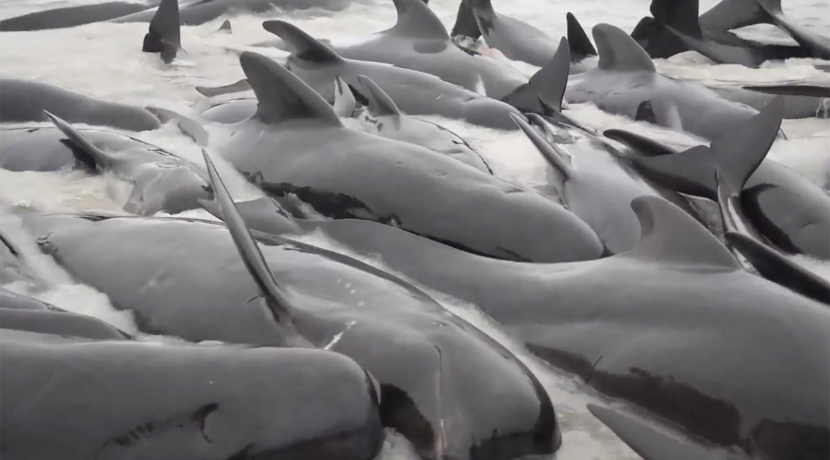 This image from a video, shows whales stranded on Cheynes Beach east of Albany, Australia Tuesday, July 25, 2023. (AP)