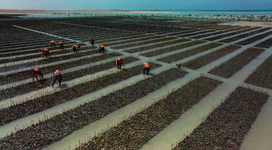 Mangroves are one of nature’s super ecosystems, according to RSG CEO John Pagano (RSG)
