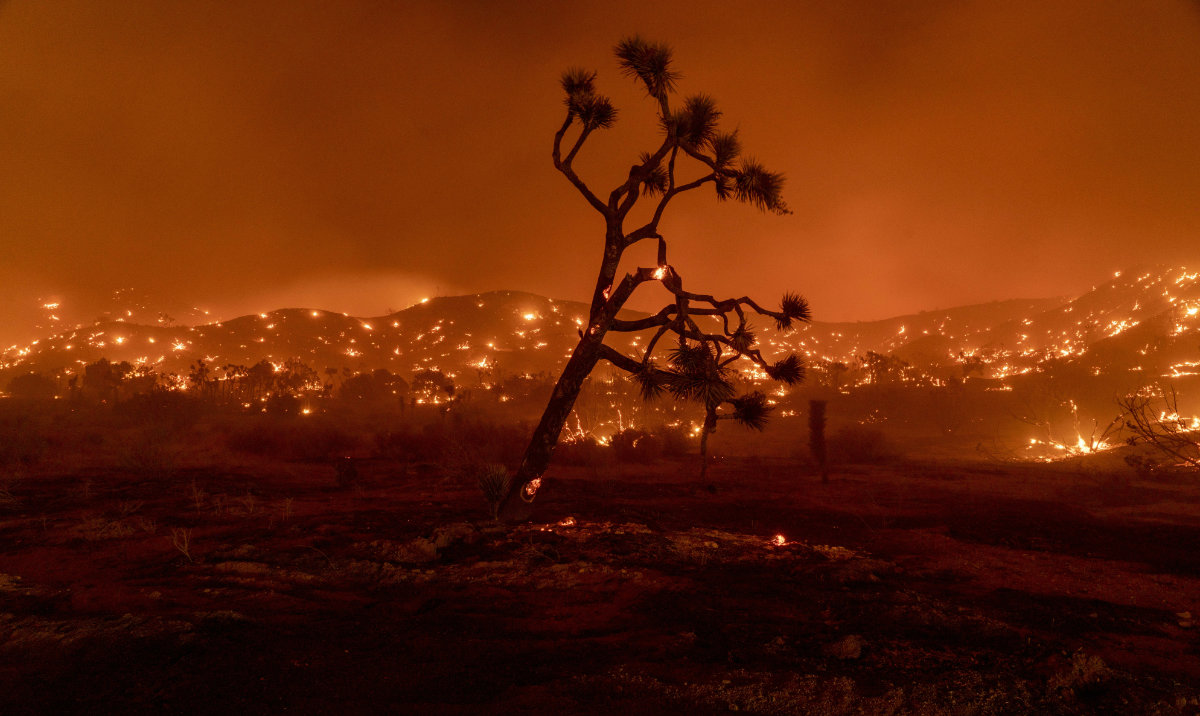A Joshua Tree burns amid a wildfire in Juniper Hills, California, September 18, 2020. (AFP)