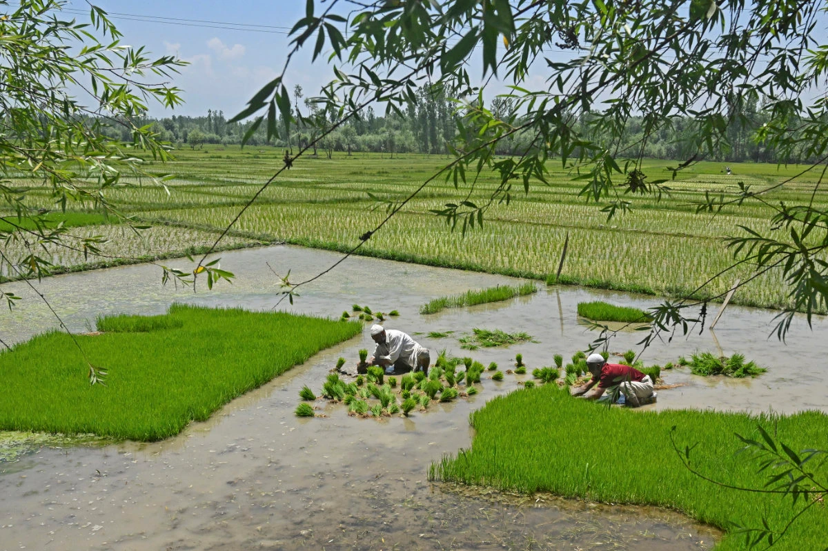 Farmers plant rice saplings at a water-logged rice field on the outskirts of Srinagar on June 19, 2023. (AFP)