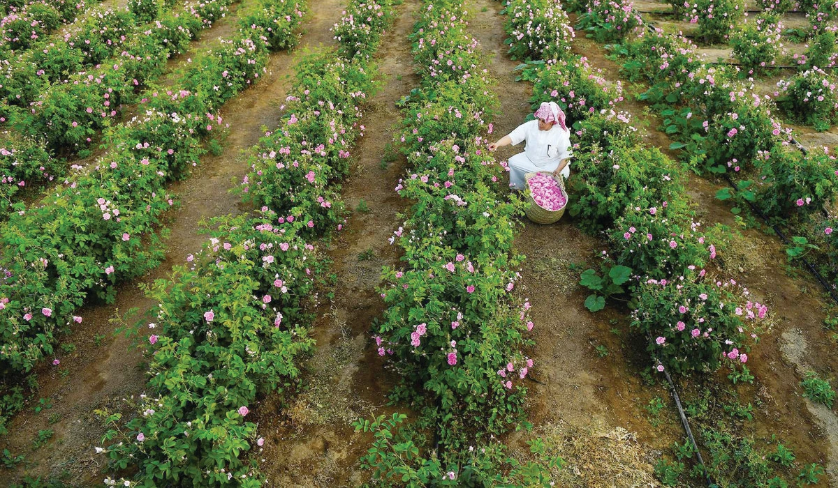 Taif is located at an elevation of 1,879 meters in the Hijazi Mountains. (SPA)