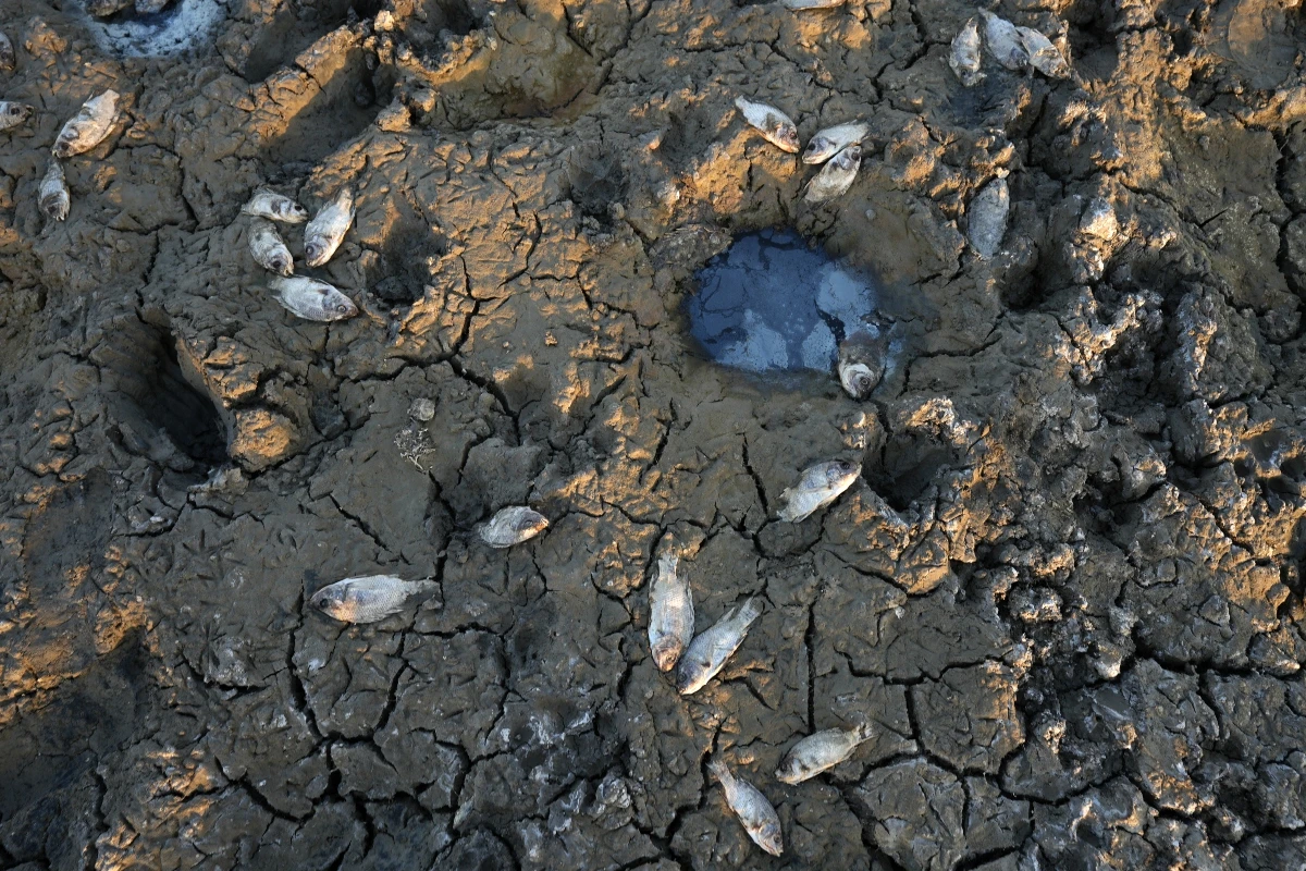 Almost 70 per cent of the marshes are dry, putting many species of fish at risk of extinction. (AFP)
