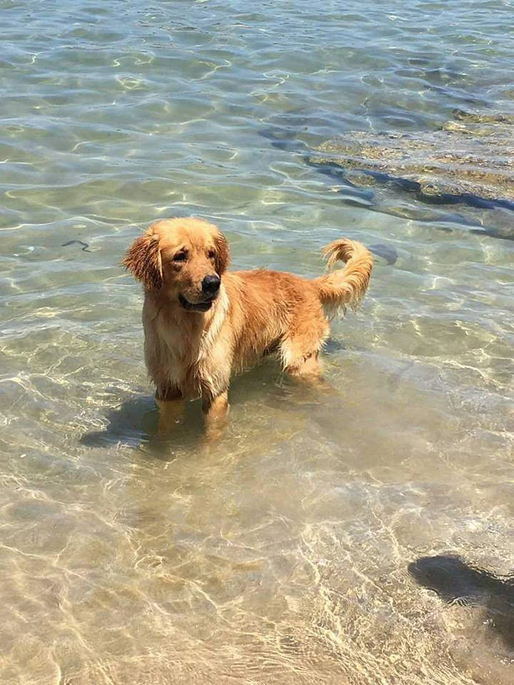 An animal rights activist told Arab News perpetrators of dog poisoning use lannate, which is a banned substance in Lebanon, but readily available. (Supplied)