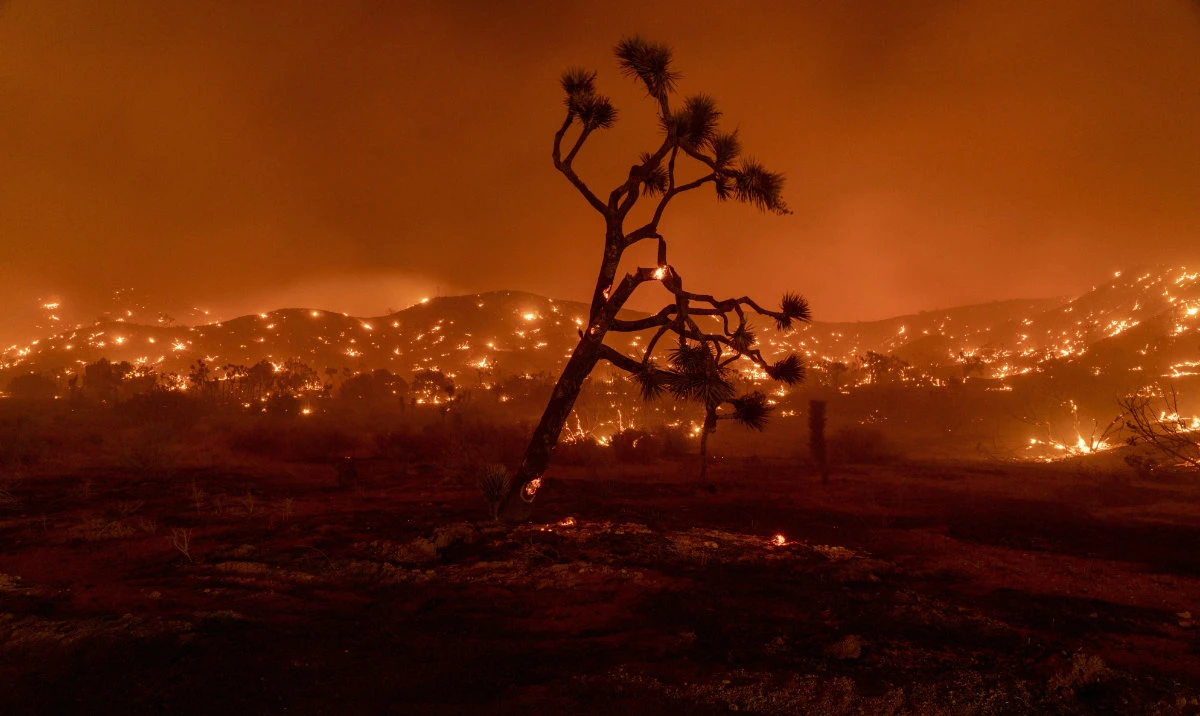 A Joshua Tree burns amid a wildfire in Juniper Hills, California, September 18, 2020. (AFP)