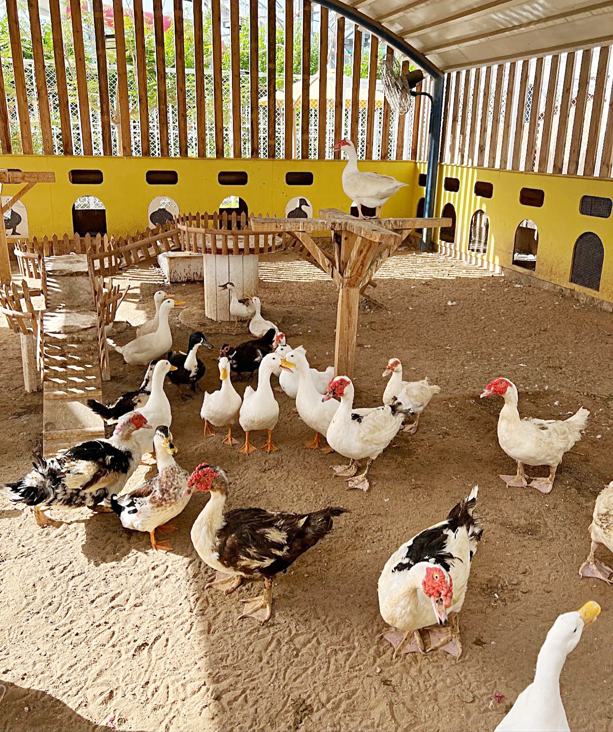 Little Farm