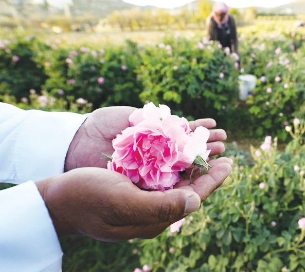 Rose farm