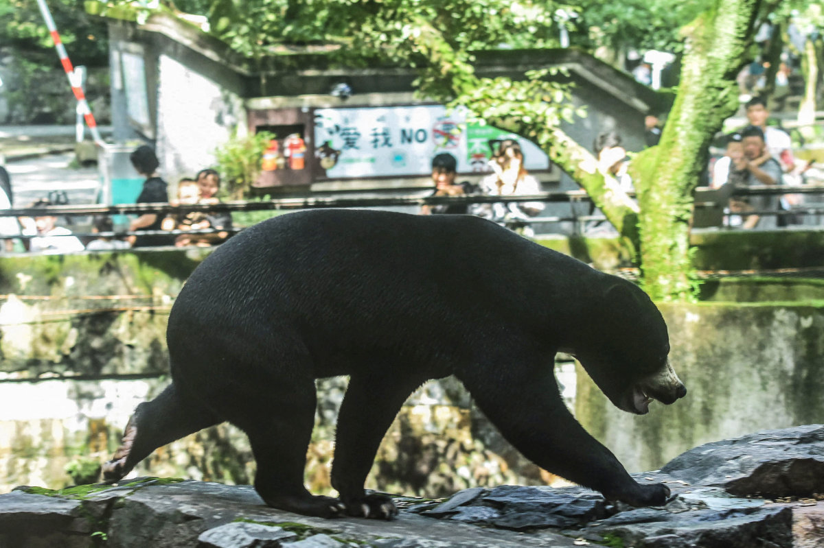 Tourists flock to Chinese zoo to see ‘human-like’ bear
