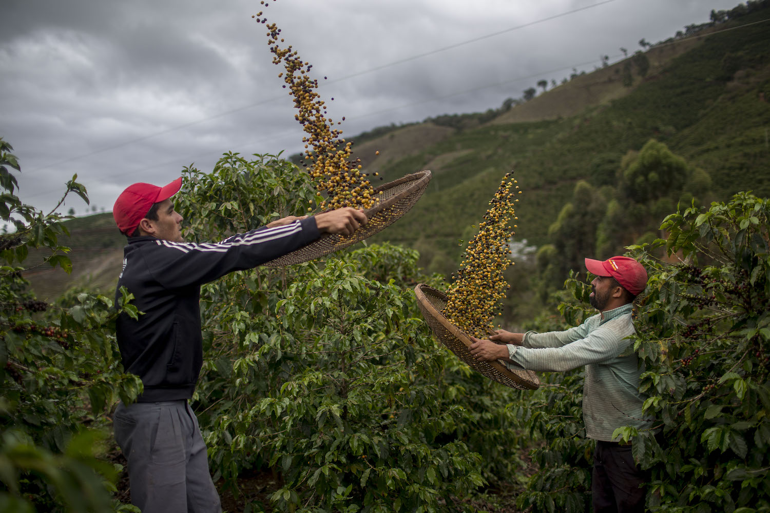 Farmers winnow coffee beans on their family farm in Forquilha do Rio, municipality of Dores do Rio Preto, Espirito Santo, Brazil. (File/AFP)