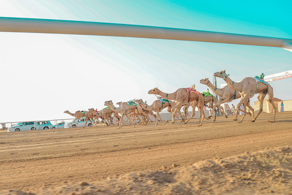 The value of camels taking part in the preliminary round of the Crown Prince Camel Festival has exceeded SR3 billion ($800 million) for the first time. (AN Photo)