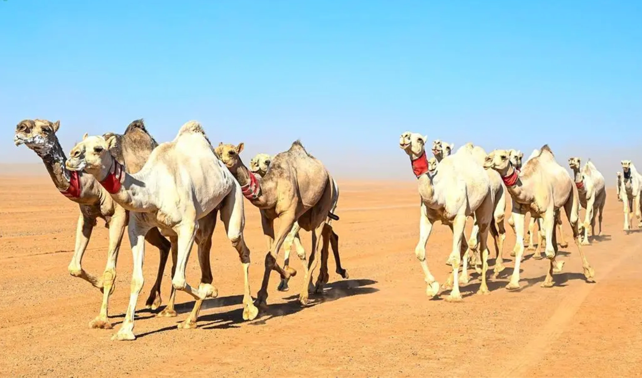 Camels have long been an important food and natural resource in the region, providing milk, meat and hides, while camel products play a central role in many customs. (SPA)