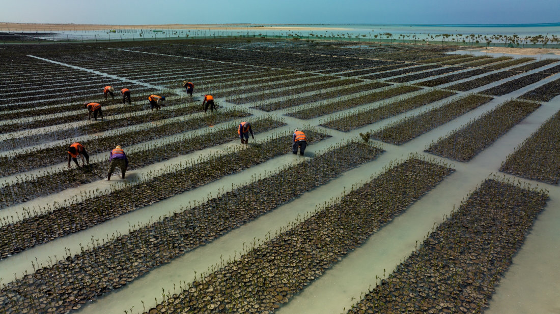 Red Sea Global launches mangrove project to grow 50 million trees