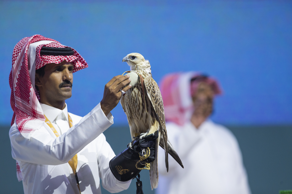 A Saudi falcon of a ‘Hur’ category hit the highest price of 500,000 riyals ($134,000) for a falcon sold in the Middle East during the international auction of falcon production farms that is currently being held in Malham, north of Riyadh. (Saudi Falcon Club)