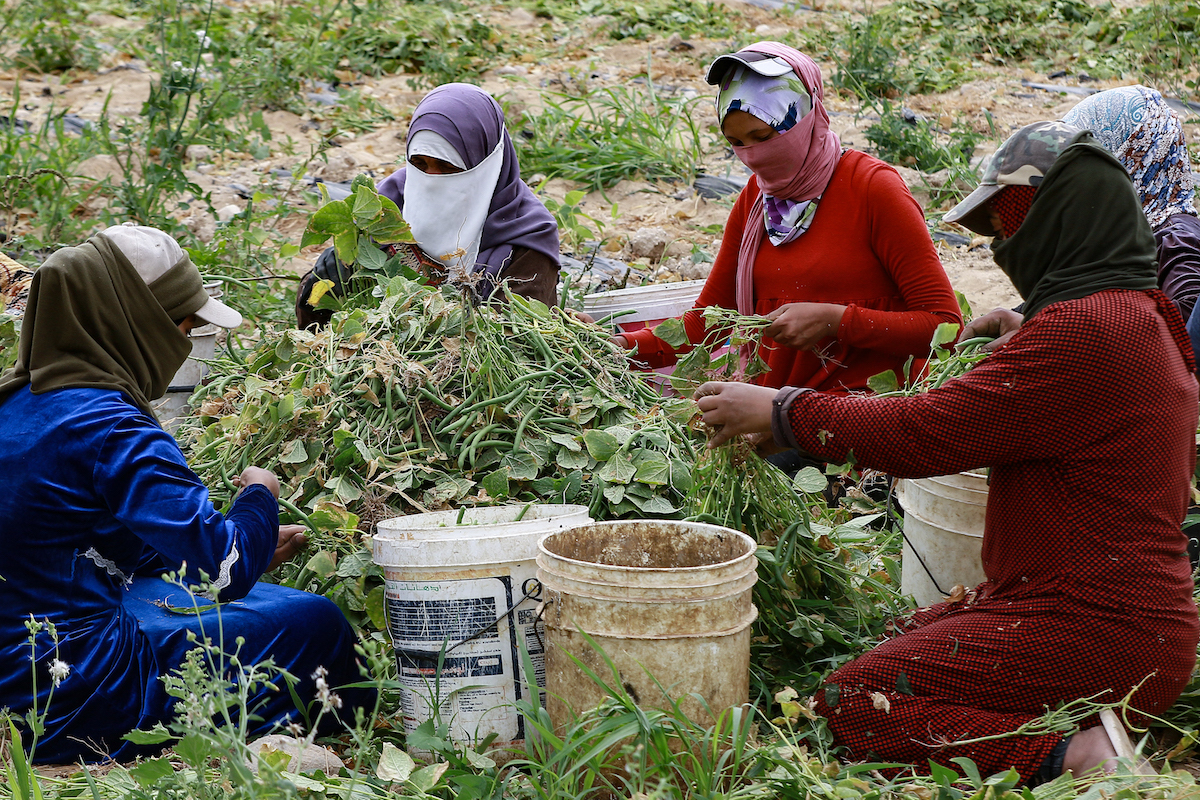 Jordanian women work on a harvest of green beans at a farm in Ghor al-Haditha, south of the capital Amman. (File/AFP)