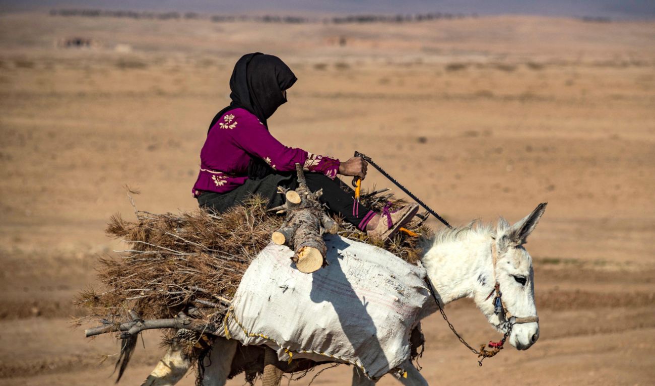 Illegal logging turns Syria’s forests into ‘barren land’