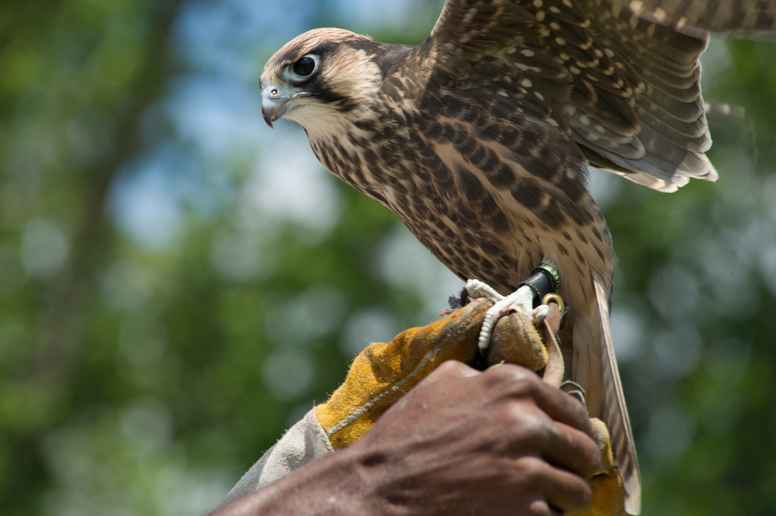 Participants only allowed to hunt certain species, which excludes endangered animals and birds of prey. (File/AFP)