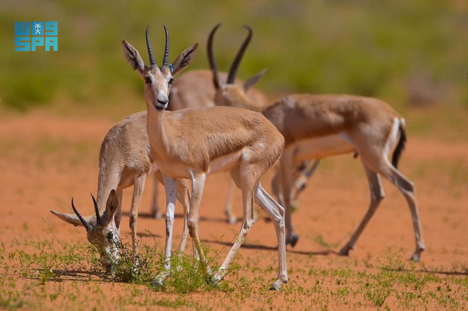 The crown prince approved the Royal Reserves strategic targets in a meeting of the Council of Royal Reserves on Wednesday. (SPA)