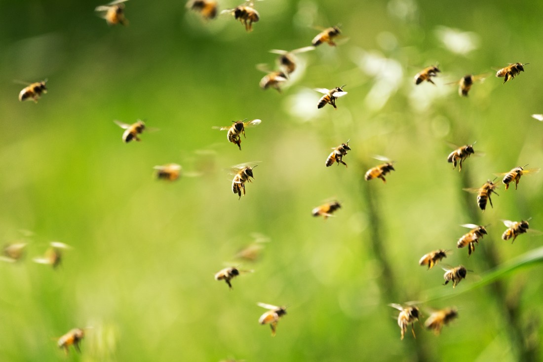 5 million bees fall off truck near Toronto and drivers are asked to close windows