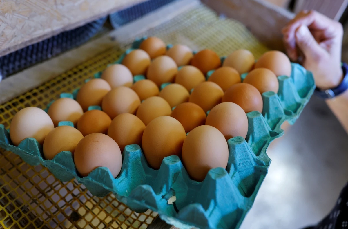 The initiative will provide appropriate financing and technical support through laws to boost organic production in the poultry sector. Reuters/File