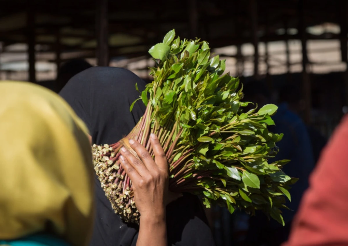 Individuals chew khat leaves for its stimulant effects, which are less intense than those caused by abusing cocaine or methamphetamine. (SPA)