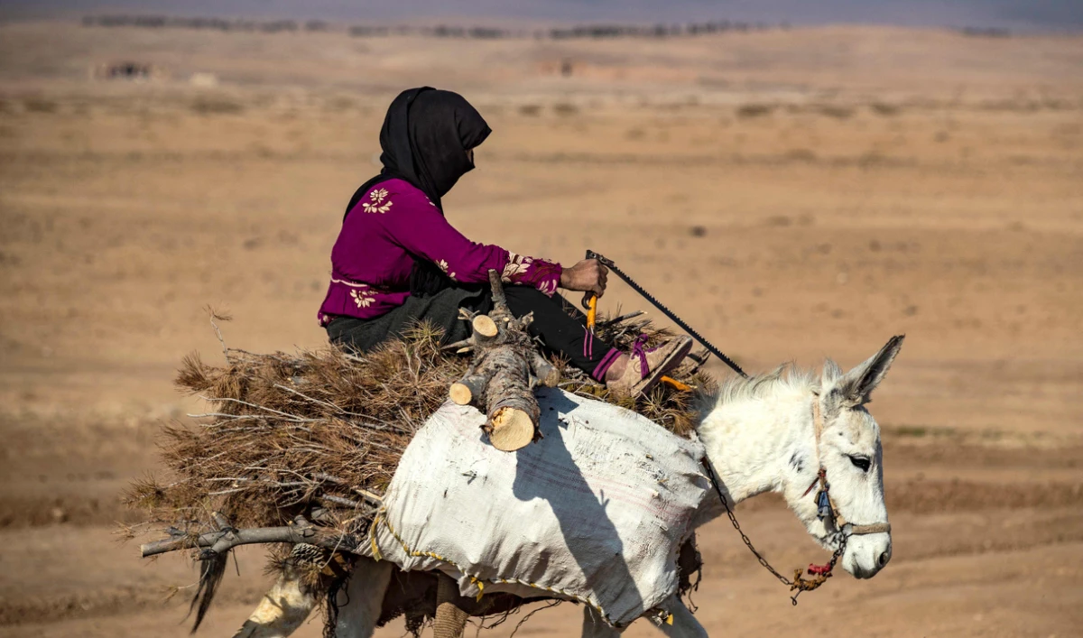 Illegal logging turns Syria’s forests into ‘barren land’