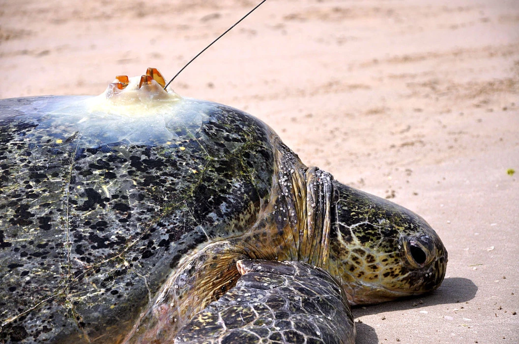Emirates Nature-WWF supports individuals and institutions to combat climate change and safeguard the seas, land and their associated biodiversity.