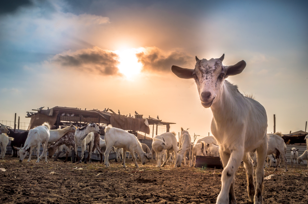 Goat farm in the desert of Saudi Arabia. (Shutterstock)