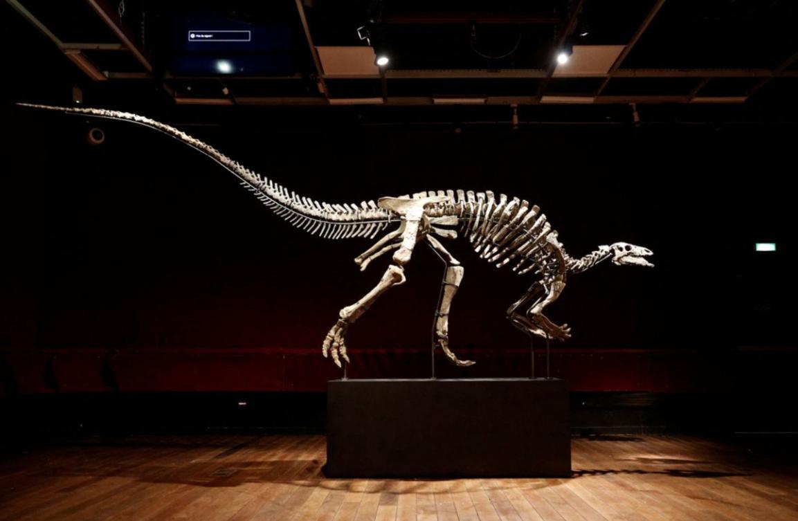 Dinosaur known as ‘Barry’ goes on sale in rare Paris auction