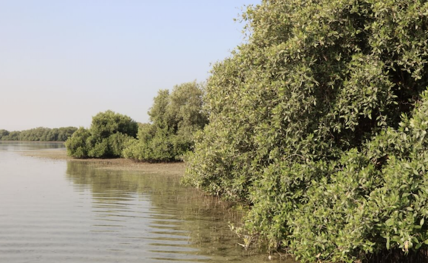 Indonesia is aiming to launch an international mangrove research center with the UAE at COP28 in Dubai later this year. (Mangrove Alliance for Climate)