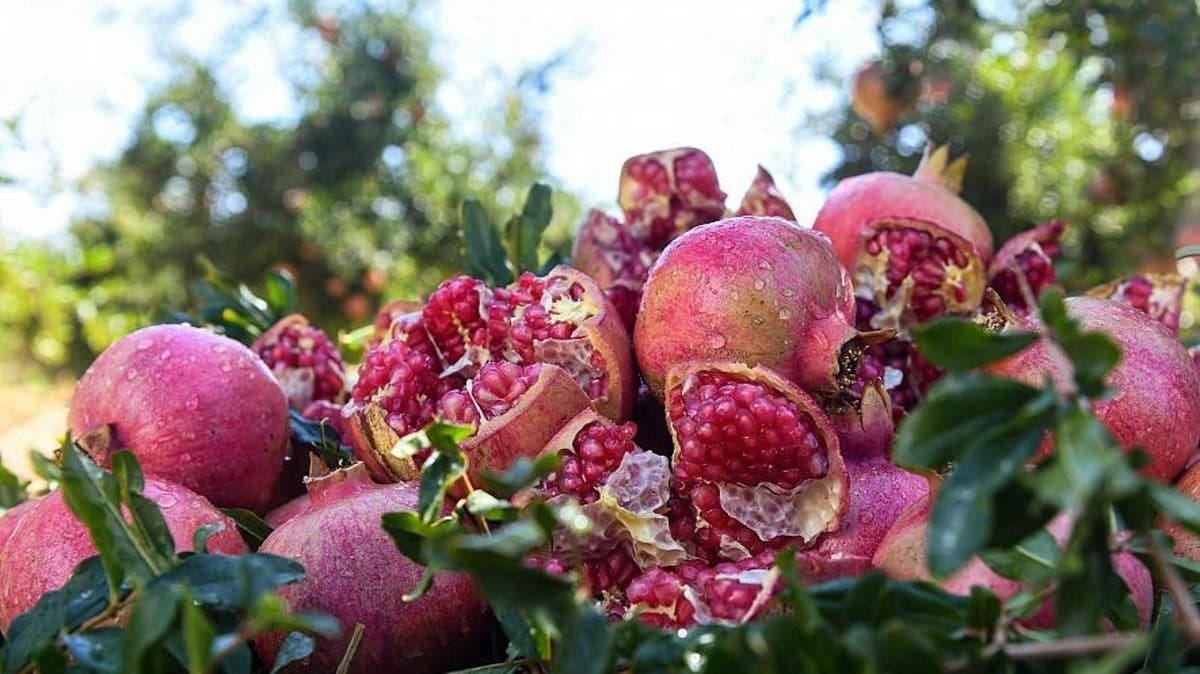 The Grape and Pomegranate Festival will begin on Wednesday under the patronage of the governor of Taif with various activities at Al-Hokair Park. (Supplied)