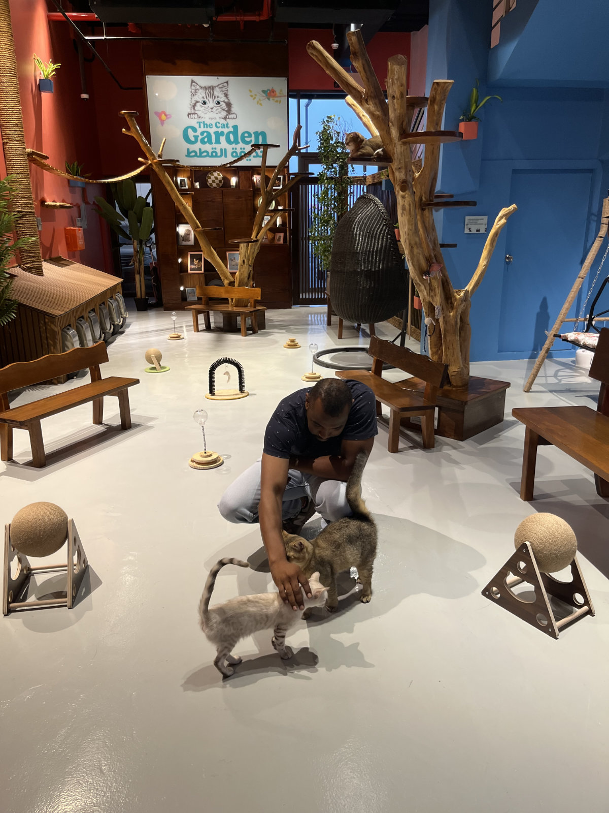 The Cat Garden in Alkhobar: A purrfect place for feline lovers