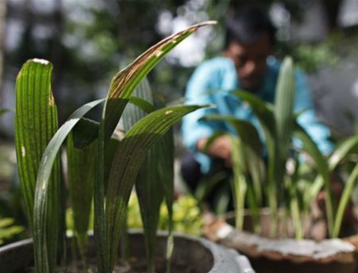 A gardener takes care of saplings at the Dhaka University campus July 27, 2010. (Reuters)