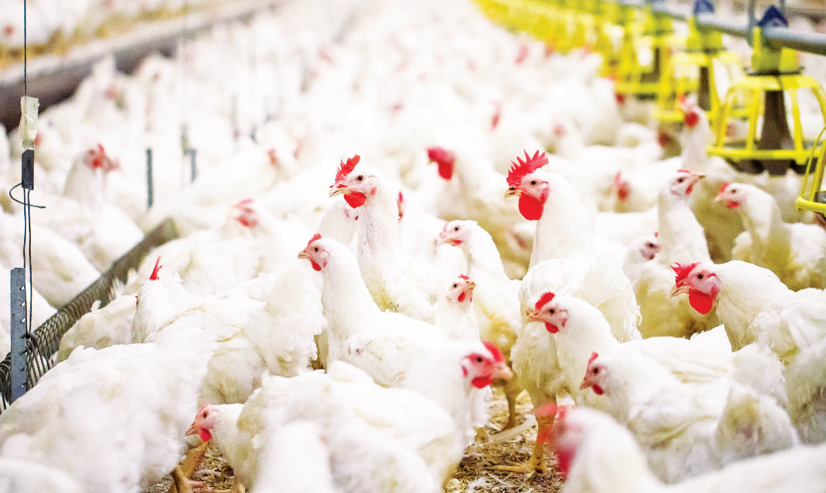 The state-of-the-art hatchery and a chicken feed mill, with a capacity of more than 1 million parent stock, is projected to produce around 175 million hatching eggs yearly. (Shutterstock)