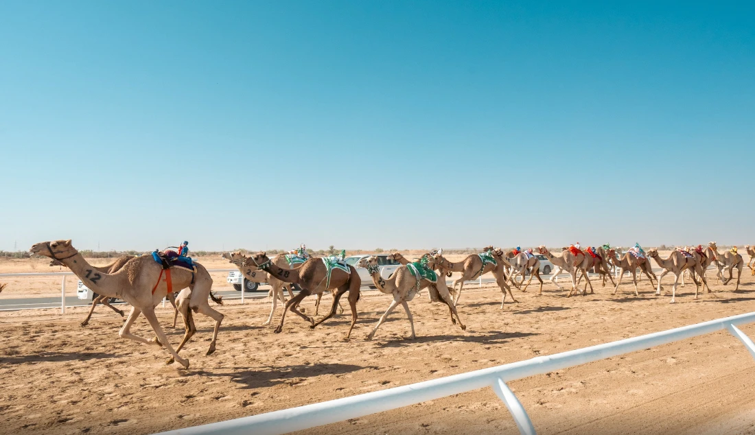 The festival showcases Saudi Arabia’s camel racing culture, as well as the broader Arab heritage of which the sport enjoys popular support in the region. (Twitter: @cpcfksa)